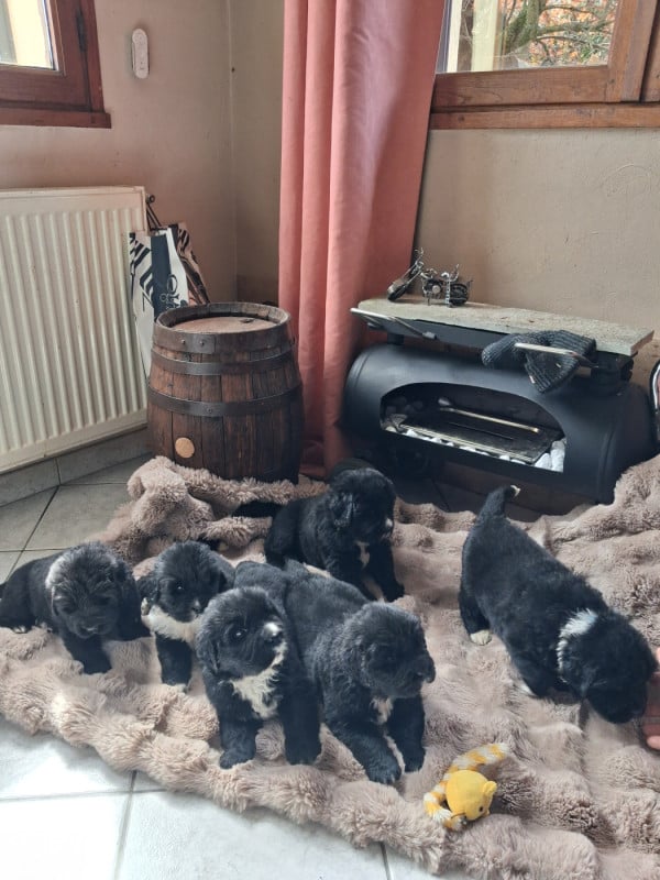 Terre-neuve - Du Plateau Des Serins