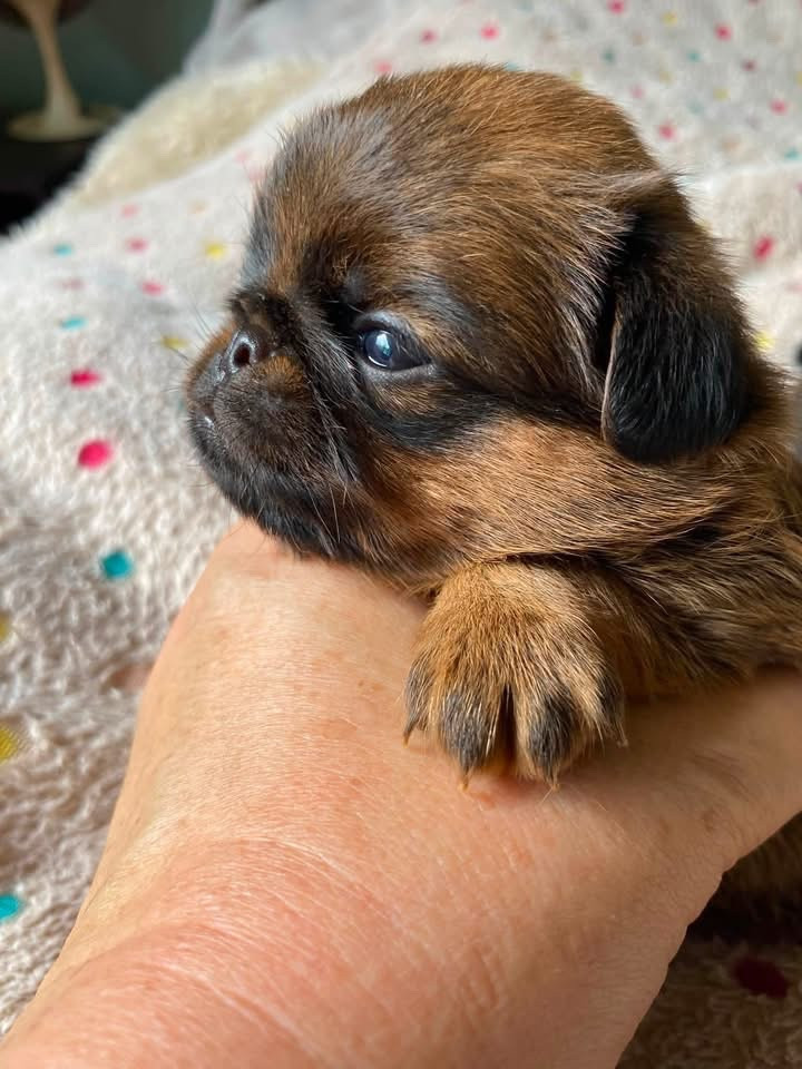 CHIOT 1