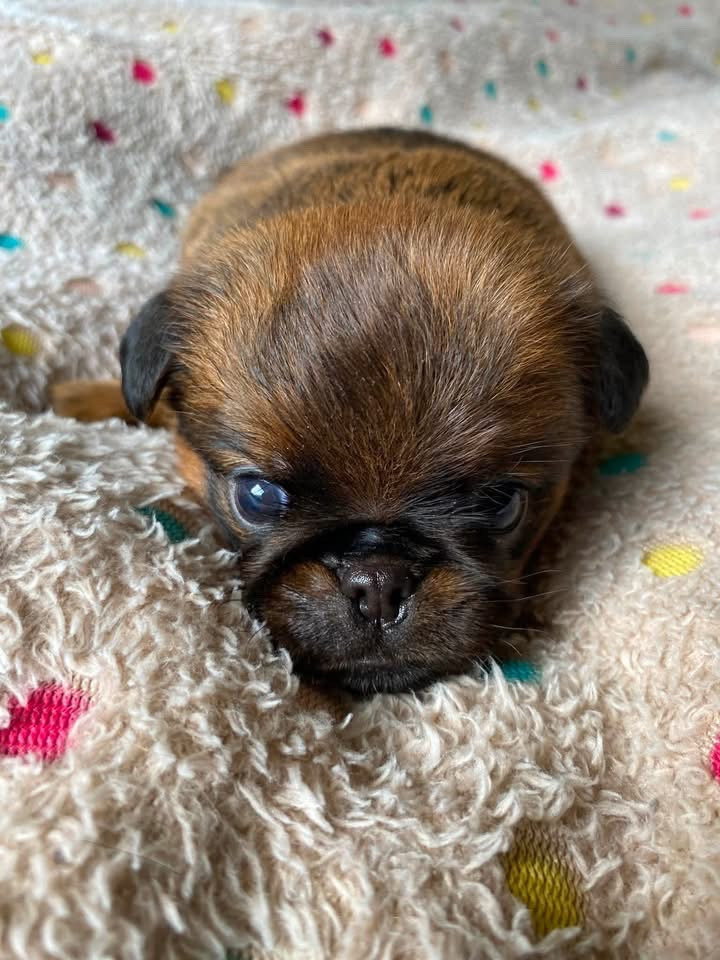 CHIOT 1
