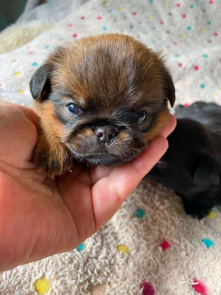 CHIOT 1