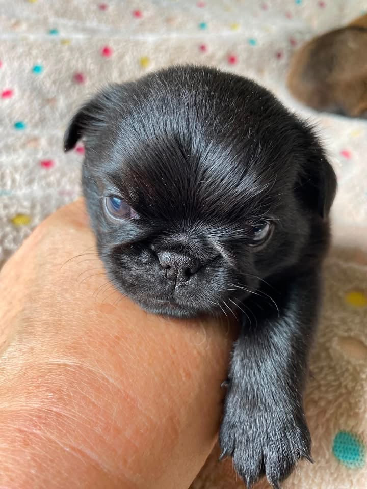 CHIOT 2