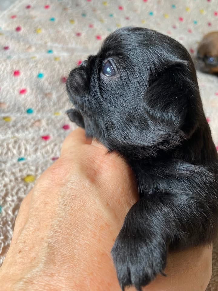 CHIOT 2