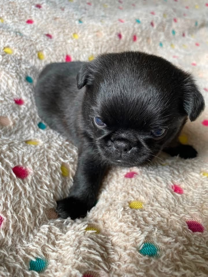CHIOT 2