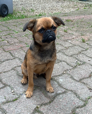 Les chiots de Petit Brabançon