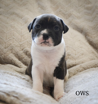 Les chiots de Staffordshire Bull Terrier