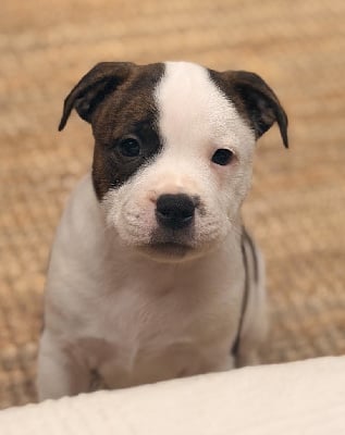 Les chiots de Staffordshire Bull Terrier