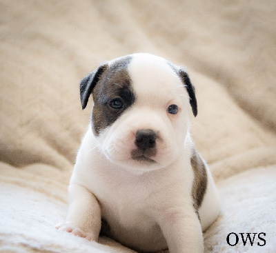 Les chiots de Staffordshire Bull Terrier