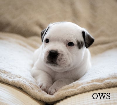 Les chiots de Staffordshire Bull Terrier