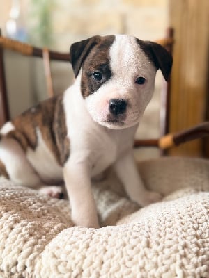 Les chiots de Staffordshire Bull Terrier