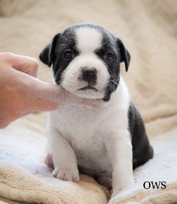 Les chiots de Staffordshire Bull Terrier