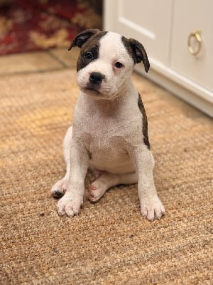 Les chiots de Staffordshire Bull Terrier