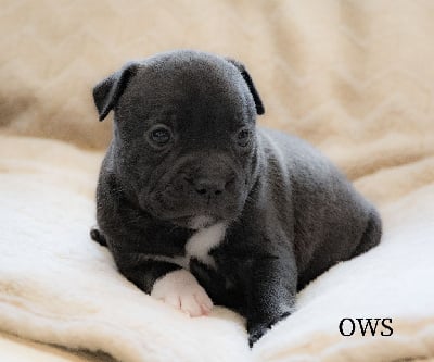 Les chiots de Staffordshire Bull Terrier