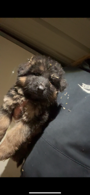 Les chiots de Berger Allemand