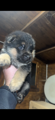 Les chiots de Berger Allemand