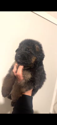 Les chiots de Berger Allemand