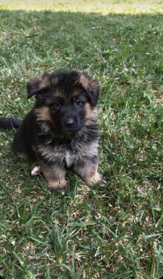 Les chiots de Berger Allemand