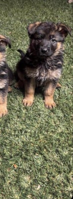 Les chiots de Berger Allemand