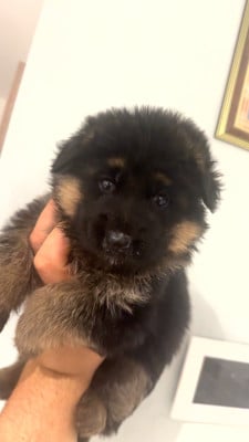 Les chiots de Berger Allemand