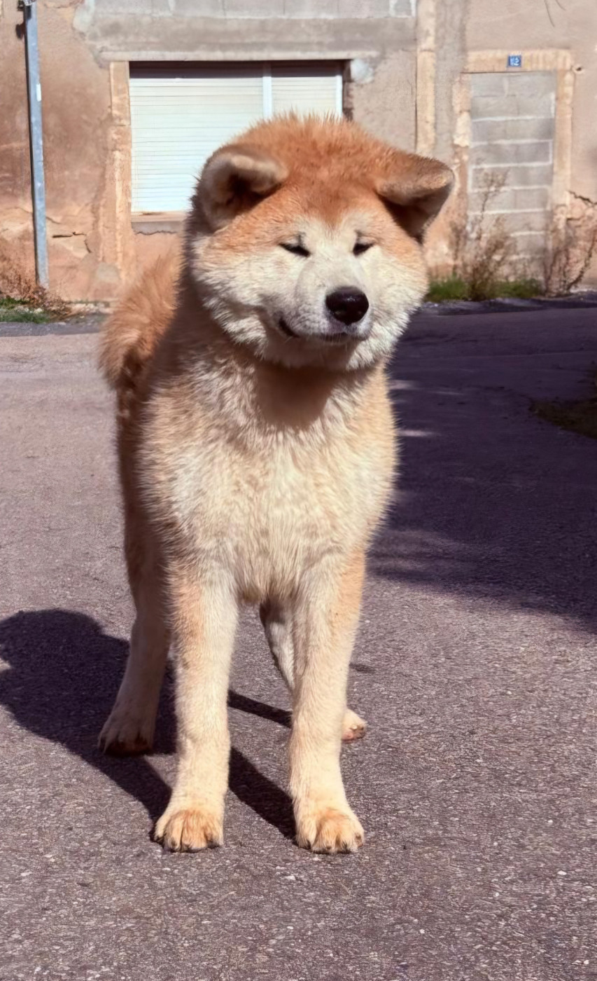 Bofu Oroshi