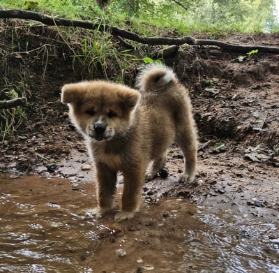 Les chiots de Akita