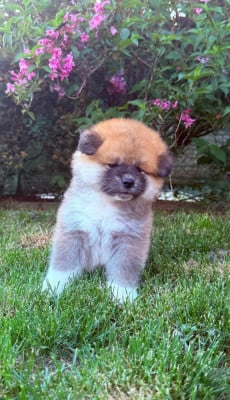Les chiots de Akita