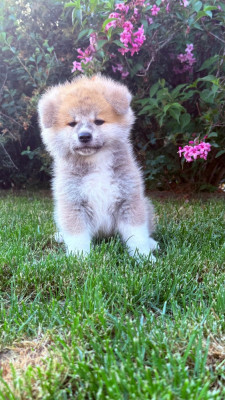 Les chiots de Akita