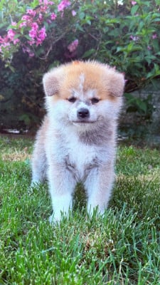 Les chiots de Akita