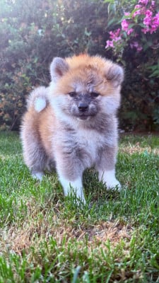 Les chiots de Akita