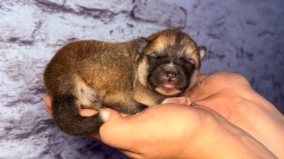 Baku Hoshi - Akita