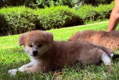 Les chiots de Akita