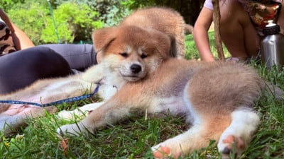 Les chiots de Akita