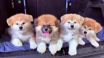 Les chiots de Akita