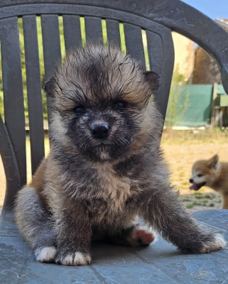 Les chiots de Akita