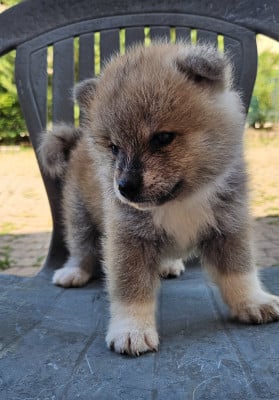 Les chiots de Akita