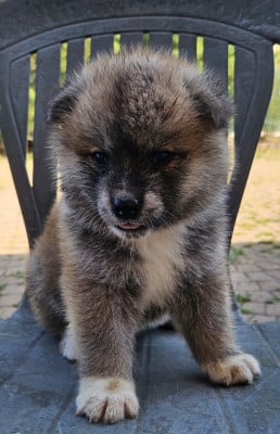 Les chiots de Akita