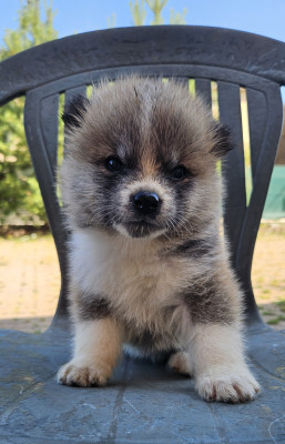 Les chiots de Akita