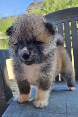 Les chiots de Akita