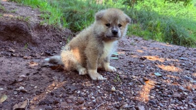 Les chiots de Akita