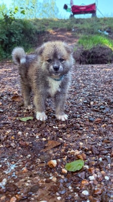 Les chiots de Akita