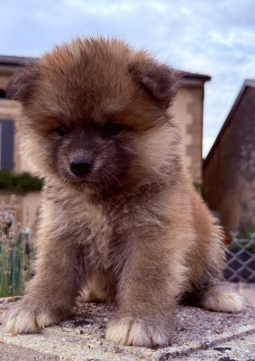 Les chiots de Akita