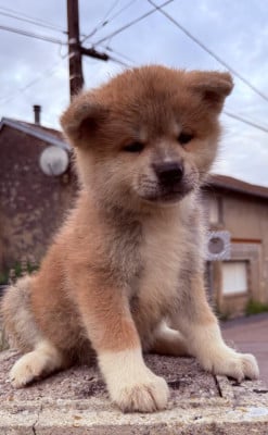 Les chiots de Akita