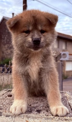 Les chiots de Akita