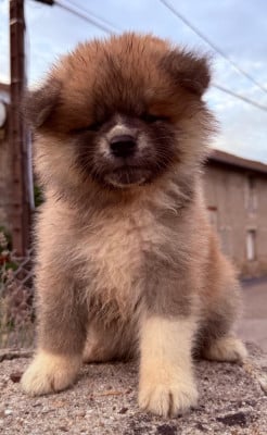 Les chiots de Akita