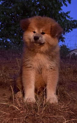 Les chiots de Akita