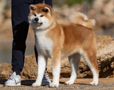 Les chiots de Akita