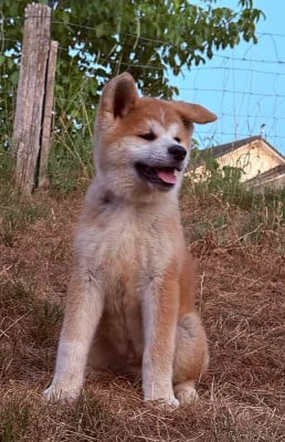 Les chiots de Akita