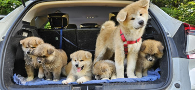 Les chiots de Akita