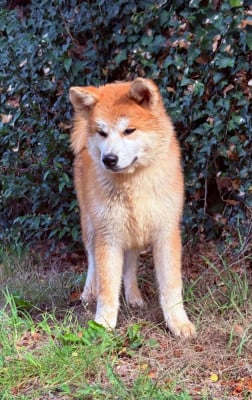 Les chiots de Akita