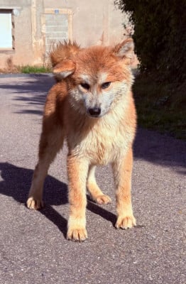Les chiots de Akita