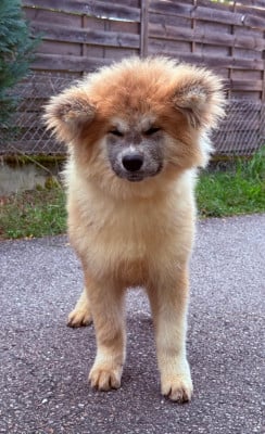 Les chiots de Akita